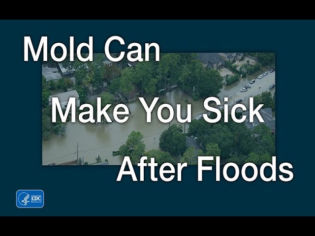 mold-can-make-you-sick-after-floods-rocky-mountain-multicultural